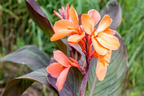 How To Grow And Care For Canna Lily Canna Spp