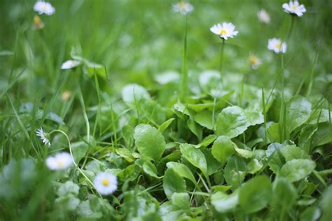 Free Images Nature Grass Field Lawn Meadow Leaf Flower Green