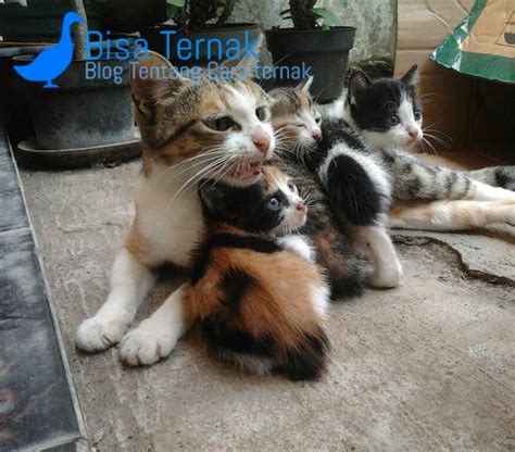 Check spelling or type a new query. Inilah Mitos Kucing Belang Tiga, Jantan 3 Warna