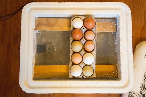 Hatching Eggs In A Diy Egg Incubator Little House Living