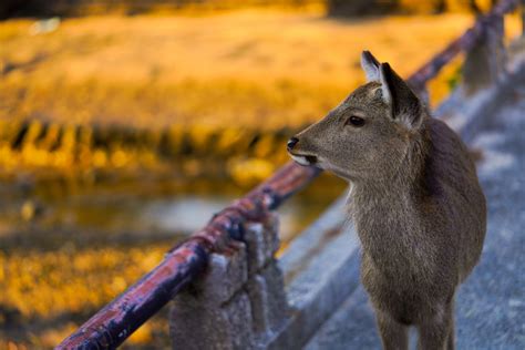 厳島神社に鹿がたくさんいるのはなぜ？宮島の鹿の秘密を徹底解剖