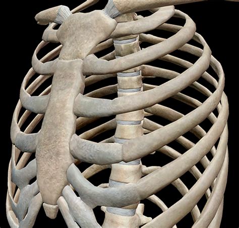 3d Skeletal System 7 Interesting Facts About The Thoracic Cage