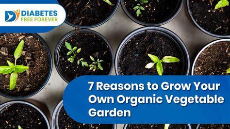 7 Reasons To Grow Your Own Organic Vegetable Garden
