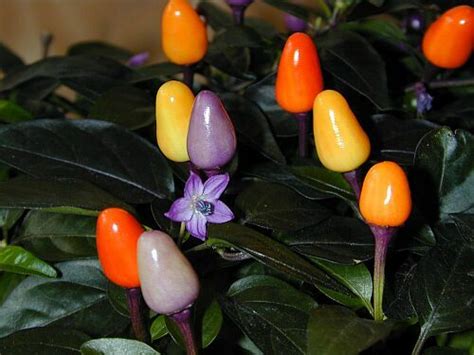 Bolivian rainbow chili peppers the beautiful ornamental bolivian rainbow peppers have been for centuries in bolivia. FataliiSeeds.net - Chile seeds