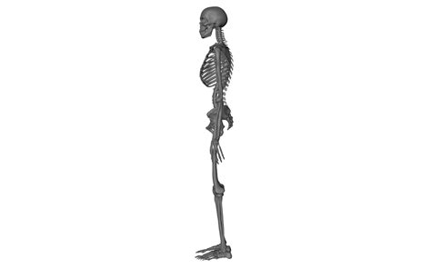 Skeleton Free 3d Model In Anatomy 3dexport