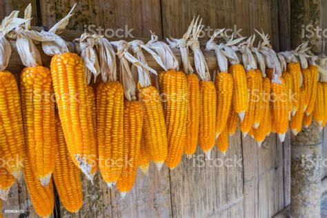 Ripe Dried Corn Cobs Hangingcorn Seeds Make It Dry Stock Photo