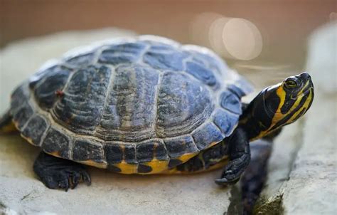 Yellow Bellied Slider Care Diet Size And Tank Setup Everything Reptiles