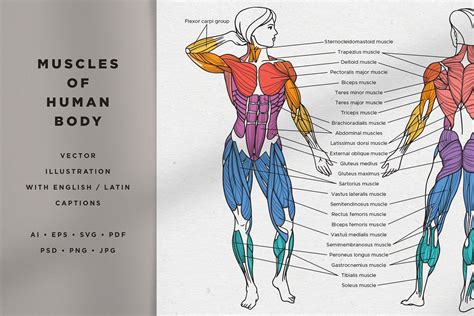 Names Of Human Muscles With Illustration Muscles Of The Human Body