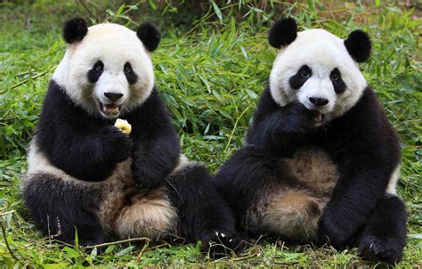 Giant Panda Animal Facts And Pictures All Wildlife Photographs