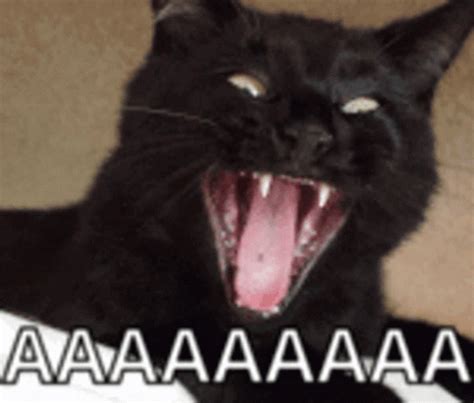 Black Cat Scream Aaaaaaaaaaa 