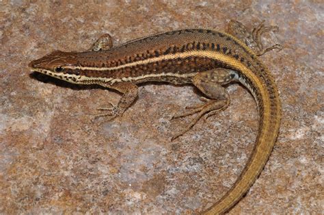 Types Of Lizards Animal Facts And Information
