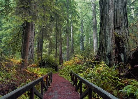 Leap Forward For State Parks Save The Redwoods League