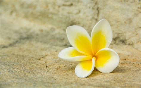 While the plants are fairly tolerant of both salt and windy conditions, theyre not tolerant of cold and must be protected. white yellow plumeria - HD Desktop Wallpapers | 4k HD
