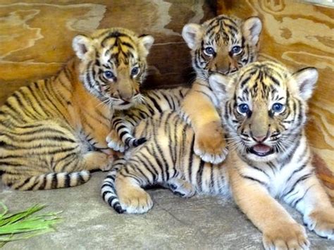 Malayan Tiger Facts Habitat Diet Population Pictures