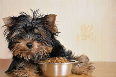 Vuoi adottare un cane piccolo? Quanto deve mangiare un cane di piccola taglia? Tabella ...