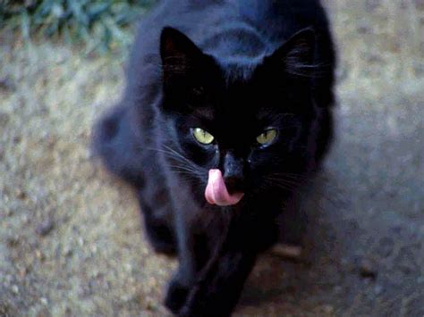 All Things Halloween Black Cats