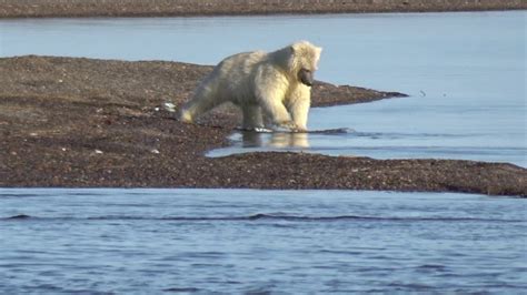 Adventure Alaska Polar Bears In Kaktovik Alaska Mother And Young