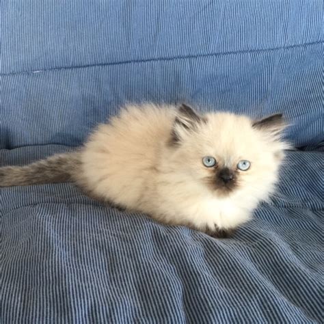 No kitten shall leave the cattery any earlier. Valley Himalayans-Available--Himalayan Kittens for sale ...