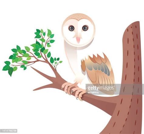 Barn Owl Vector Photos And Premium High Res Pictures Getty Images