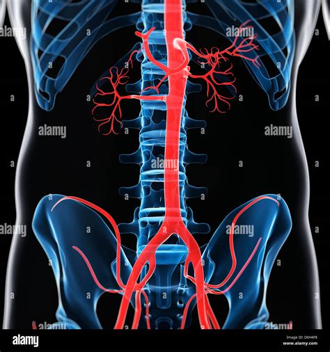 Top 189 Imagenes De La Aorta Abdominal Destinomexicomx