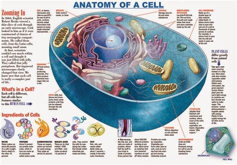 The Science Scoop Cell Infographic