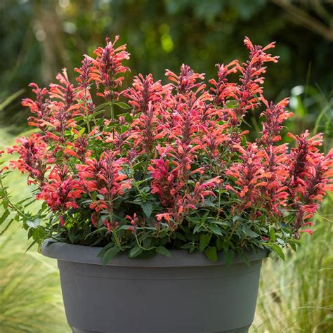 Sunrise Red Agastache Plants For Sale Hummingbird Mint