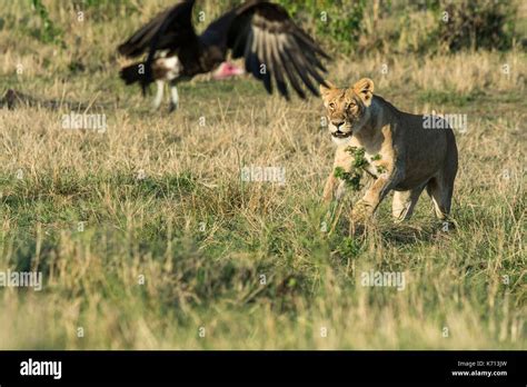 Lion Chasing Prey Hi Res Stock Photography And Images Alamy