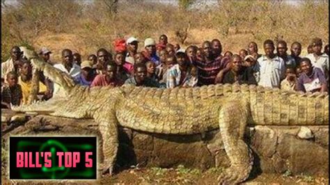 The Largest Crocodile In The World