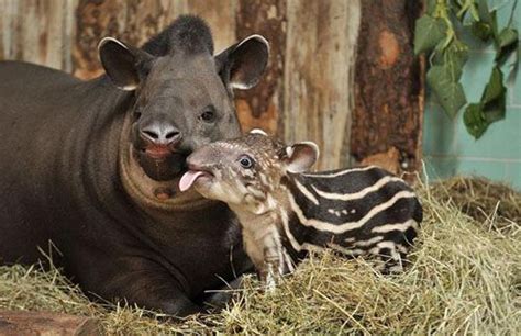 Newborn Baby Tapir And His Mother At Berlin Zoo With Images Cute