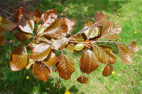 Copper Beech Europe Greens Foliages And Branches Flowers By
