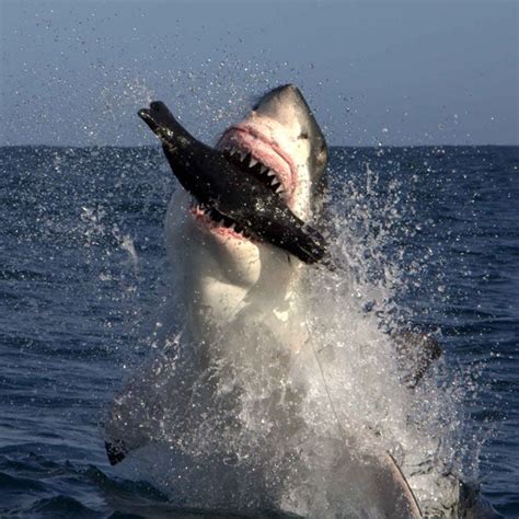 Great White Sharks Hunt A Dummy Seal Off Cape Town South Africa