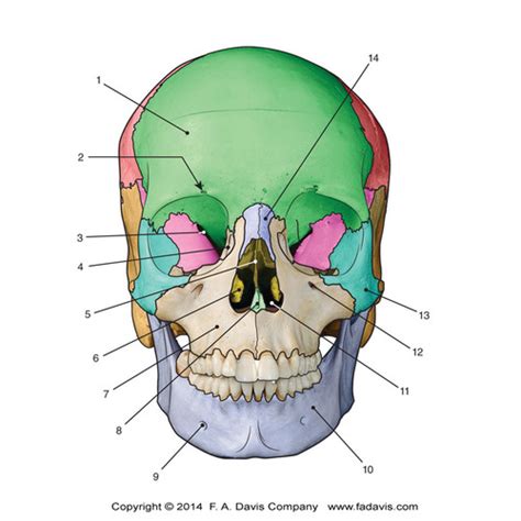 Skull Anatomy Flashcards Quizlet