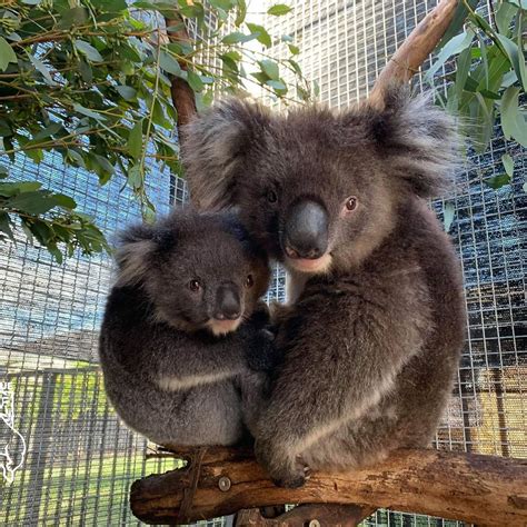 Southern Koala Rescue On Instagram “happy Wildkoaladay” Cute Koala