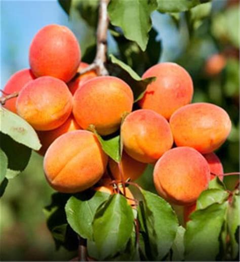 Early Golden Apricot Fruit Bushes Growing Fruit Fruit Trees