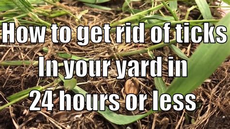 How To Get Rid Of Ticks In Your Lawn