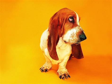 Sad Eyes Basset Hound Eye Puppy Dog Hd Wallpaper Peakpx