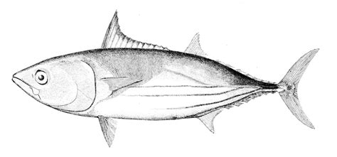 gambar hewan ikan sketsa gambar hewan