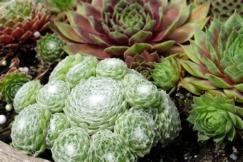 Growing Hens And Chicks How To Care For Sempervivum Plants