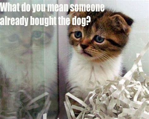 Cute Kitten Is Sad Because The Dog Was Picked Before Him