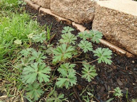 Common Lawn Weeds In North Carolina