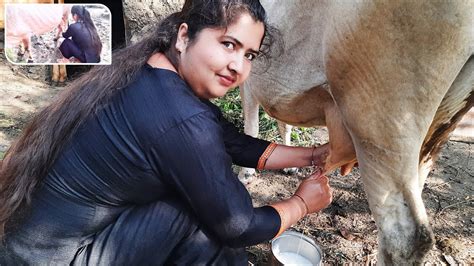 Cow Milking By Hand With Milking Natural Sound Our Village Lifestyle