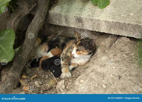 Cat Feeding Its Kittens Mother Cat And Kittens Newborn Kittens Cats