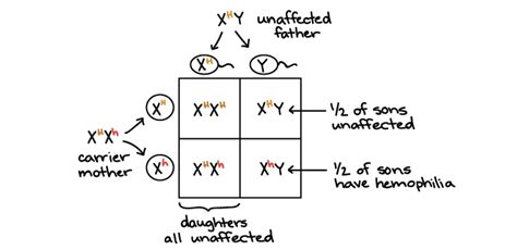 X Linked Genetics In The Calico Cat Worksheet