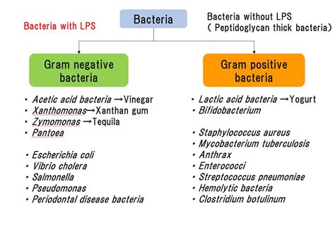 Gram Negative Bacteria Shapes Igoseka