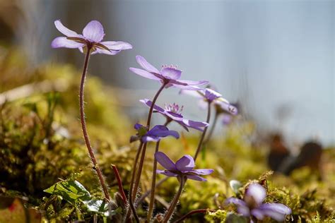 Hd Wallpaper Selective Focus Photography Of Purple Petaled Flowers