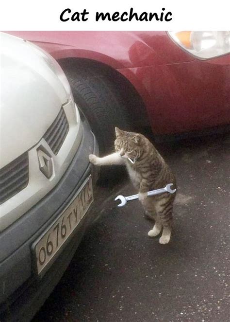 Cat Mechanic 1707