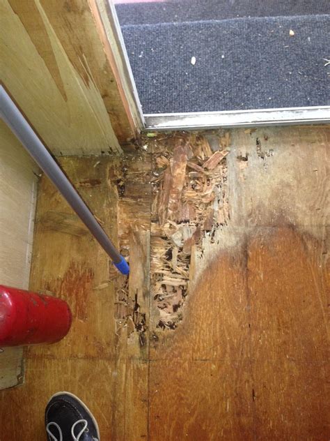 How To Treat Termite Damage Termites Info