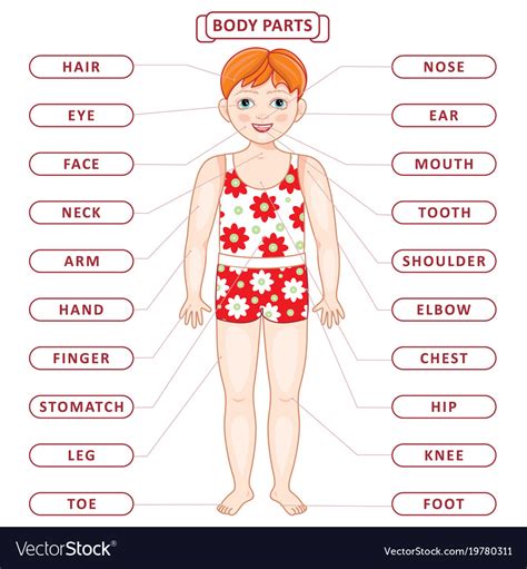 Flat Redhead Boy Body Part Vocabulary Royalty Free Vector