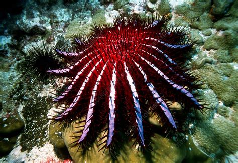 Crown Of Thorns Starfish Stock Image Z5500035 Science Photo Library