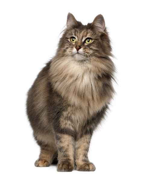 Norwegian Forest Cat Vs European Shorthair Breed Comparison